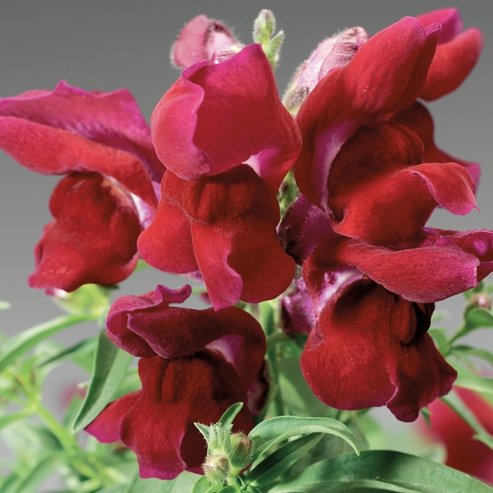 Antirrhinum Majus Montego Red Snapdragon Kings Garden Center