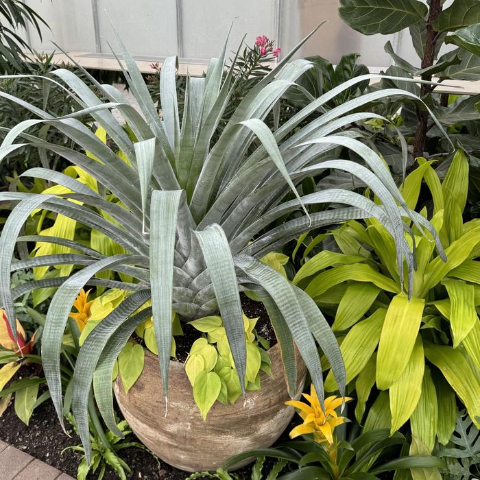 Urn Plant - Aechmea fasciata from Kings Garden Center